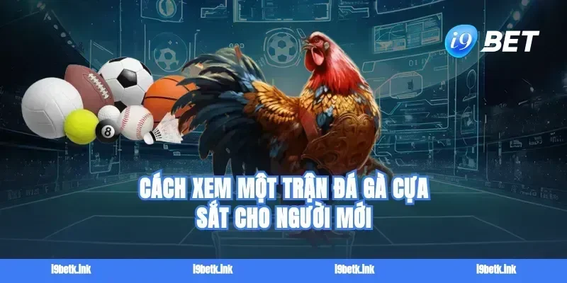 Cách xem một trận đá gà cựa sắt cho người mới